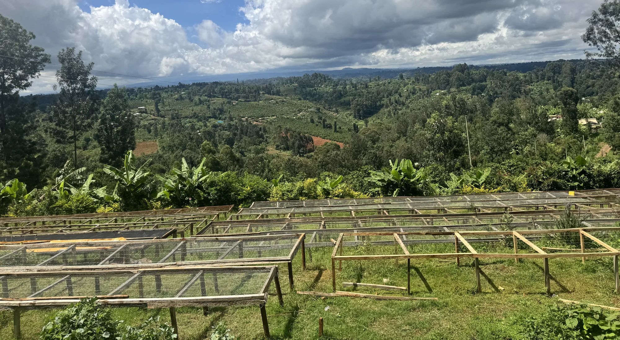 Raised coffee drying beds at origin in Kirinyaga, Kenya